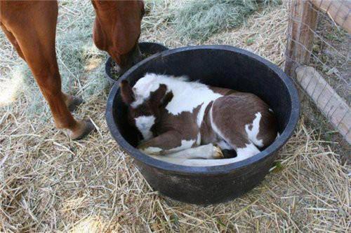 foal in a bucket