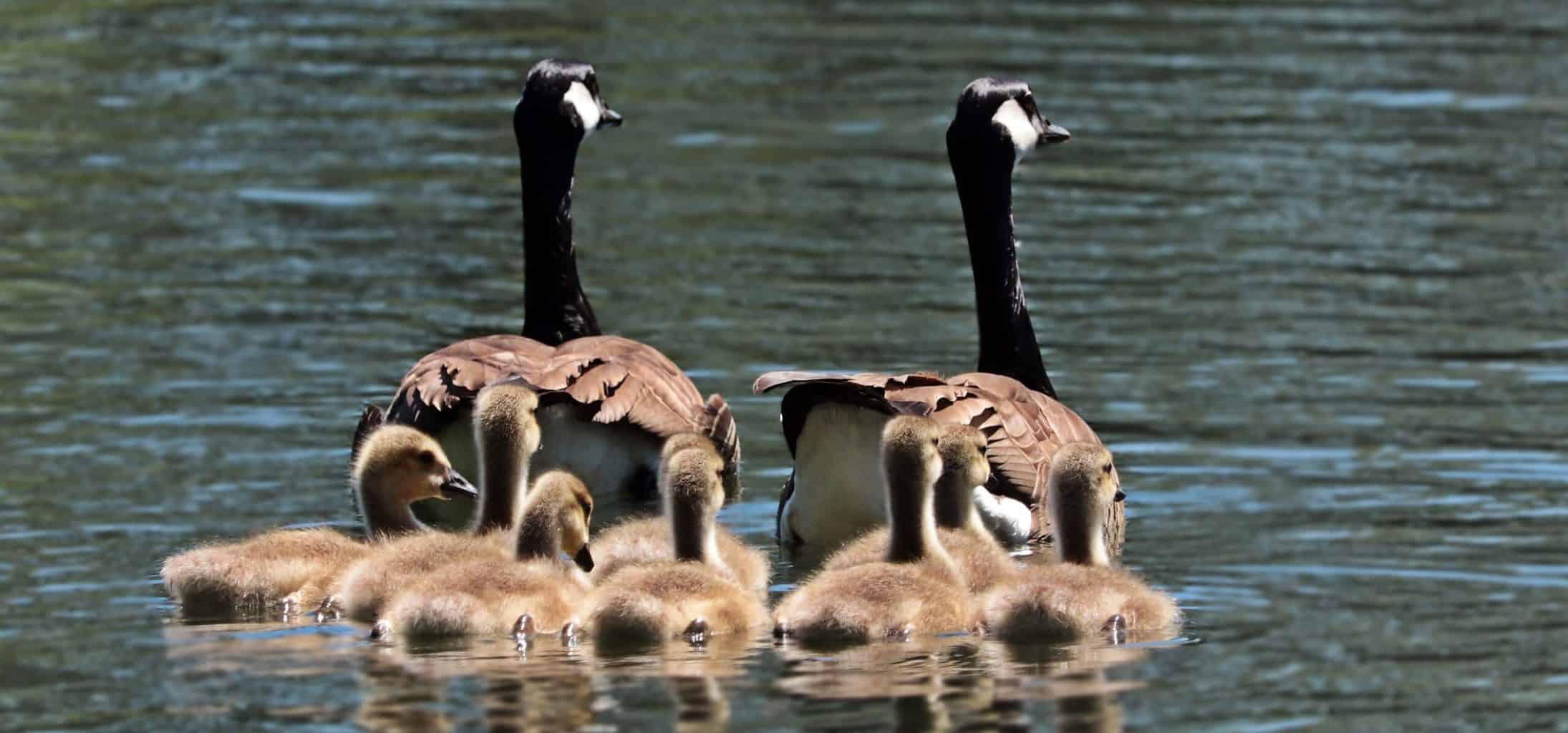 geese, goose family, goslings