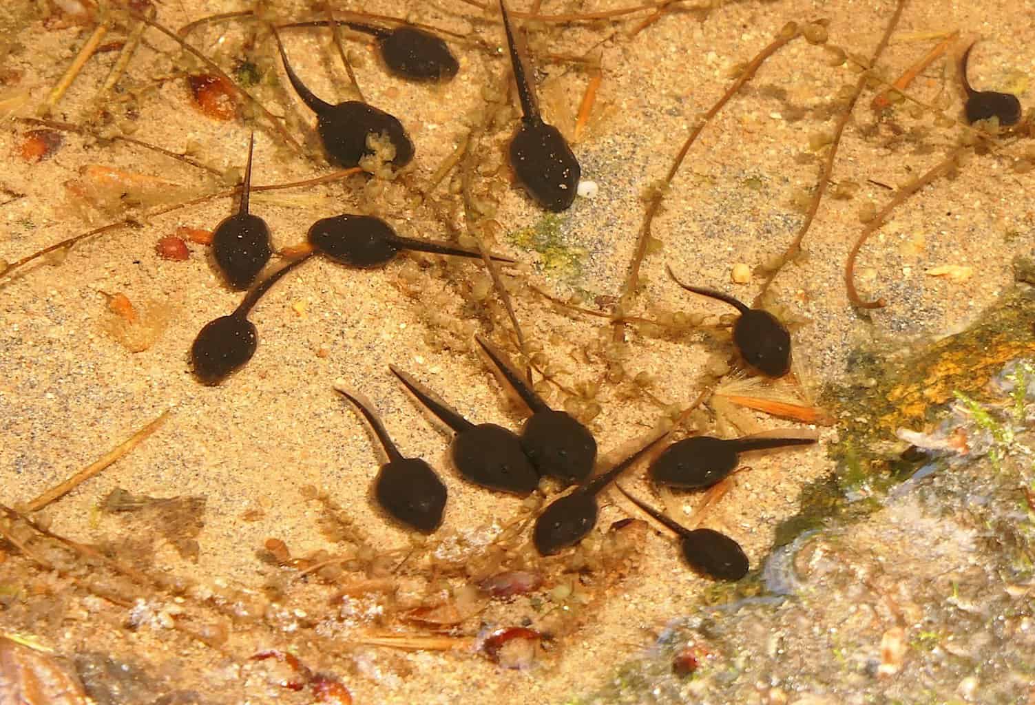 tadpoles in small pond