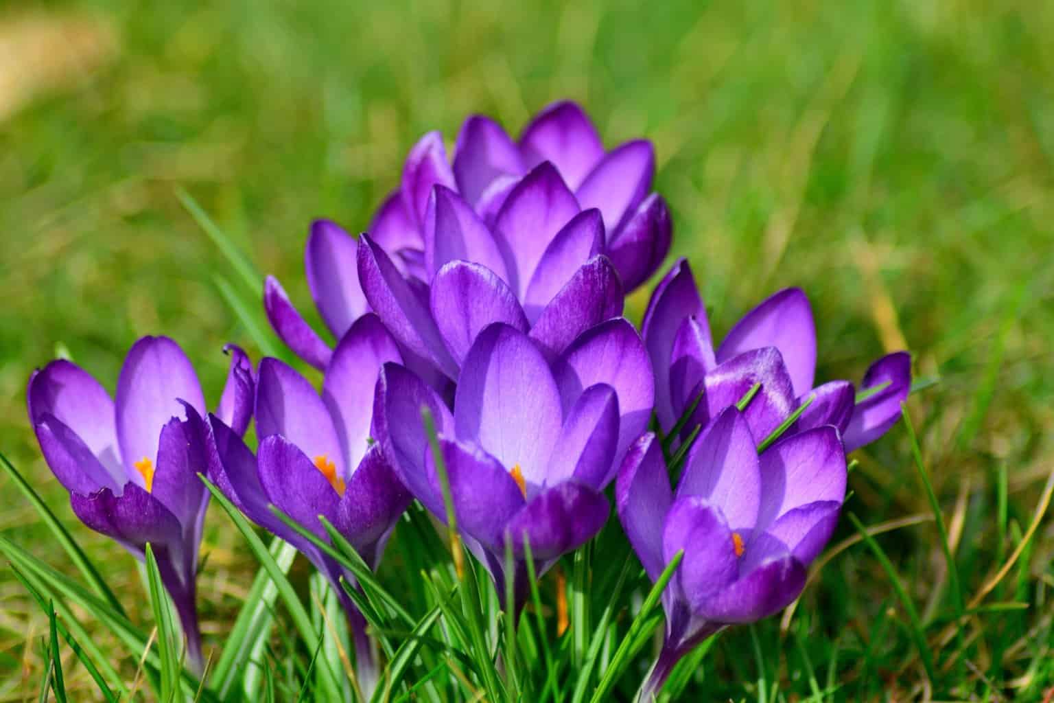 crocuses, close up, spring bloomers