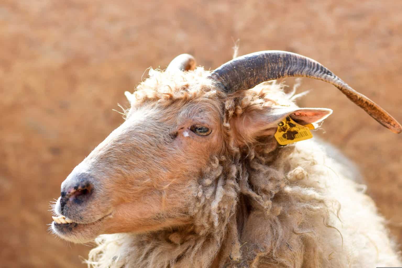 animal, wool, goat
