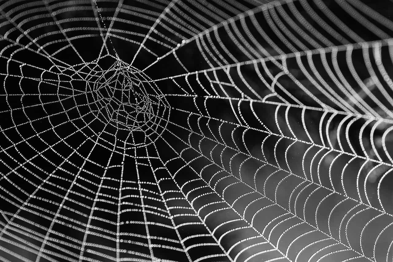 cobweb, web, dew