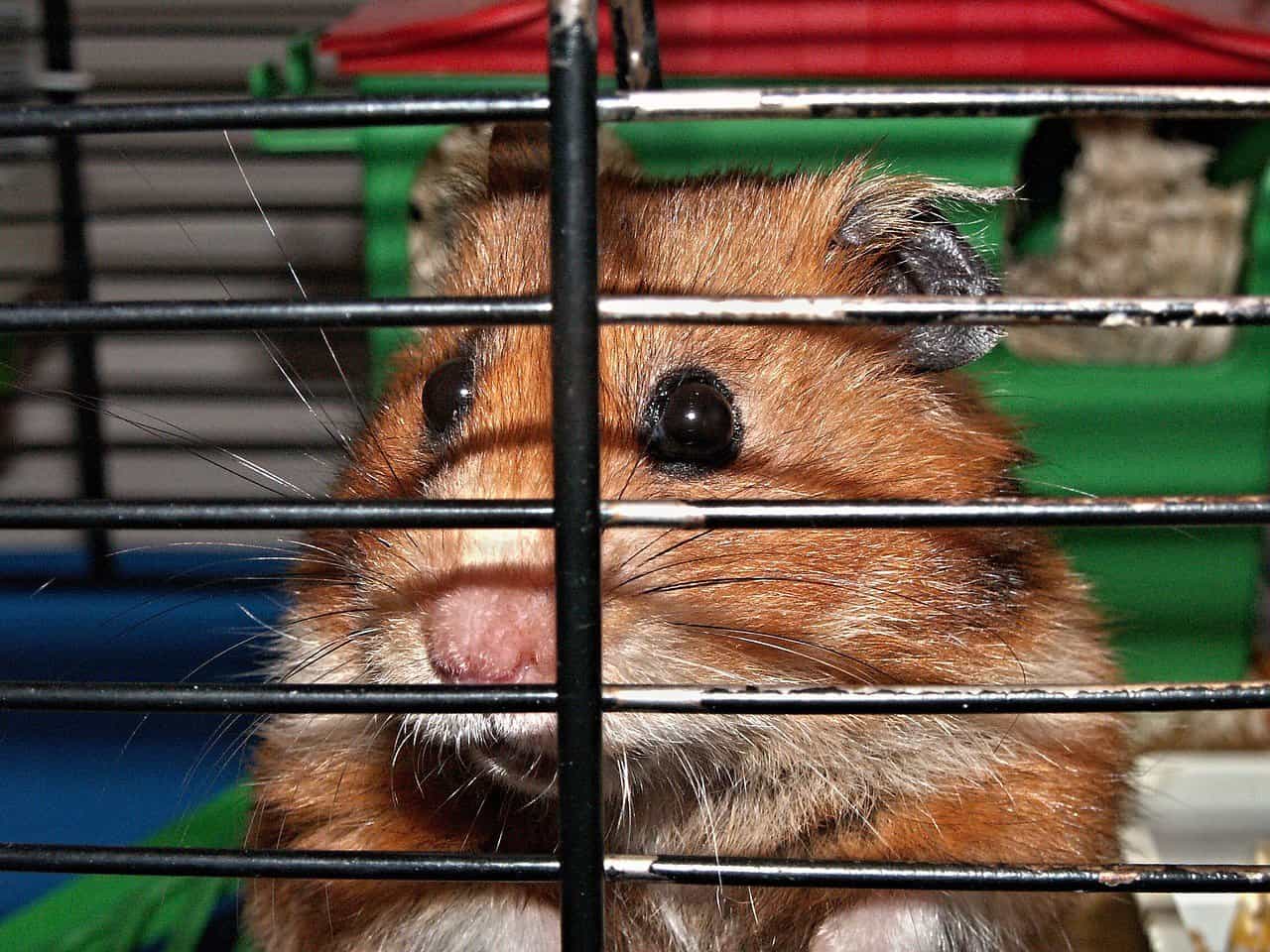 hamster, cage, faces