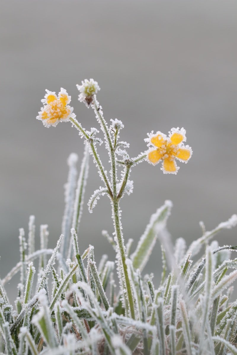 a couple of yellow flowers sitting on top of a grass covered field