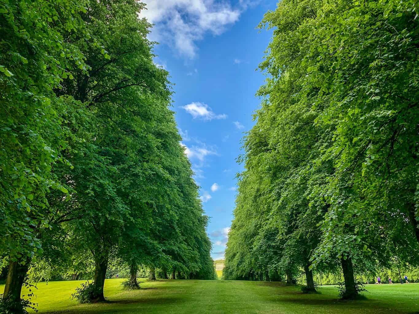 green leaf tree