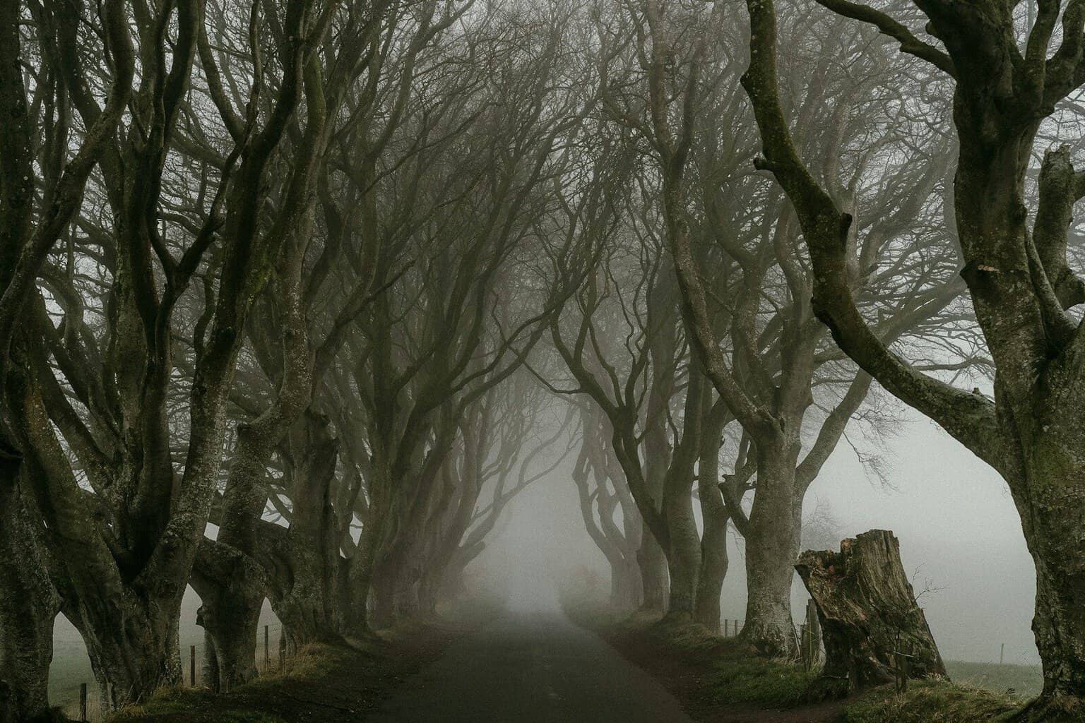A misty road lined with ancient, bare trees